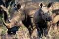 rhinocros blanc avec son jeune